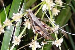 Stenocatantops angustifrons