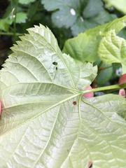 Tilia cordata