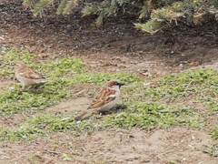 Passer domesticus