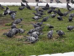 Columba livia