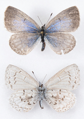 Celastrina asheri