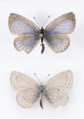 Celastrina asheri