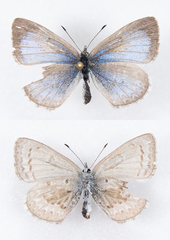 Celastrina asheri