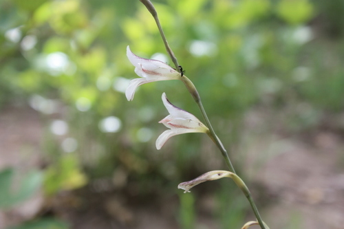 Gladiolus unguiculatus