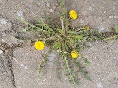 Taraxacum officinale
