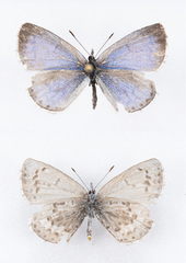 Celastrina asheri