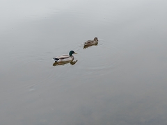 Anas platyrhynchos