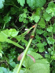 Tilia cordata