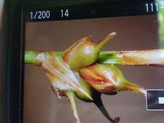 Carex lucorum austrolucorum