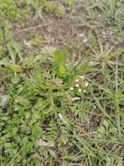 Capsella bursa-pastoris