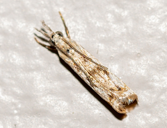 Microcrambus kimballi