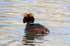 Podiceps auritus