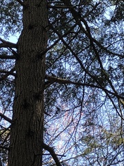 Sitta carolinensis