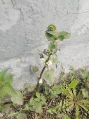Lamium album