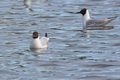 Chroicocephalus ridibundus