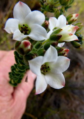 Adenandra obtusata