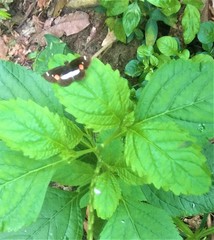Paramimus stigma