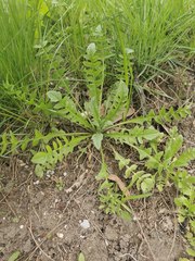Capsella bursa-pastoris