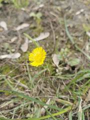 Tussilago farfara