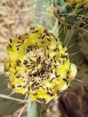 Coleoptera