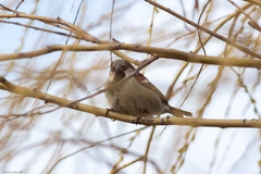 Passer domesticus