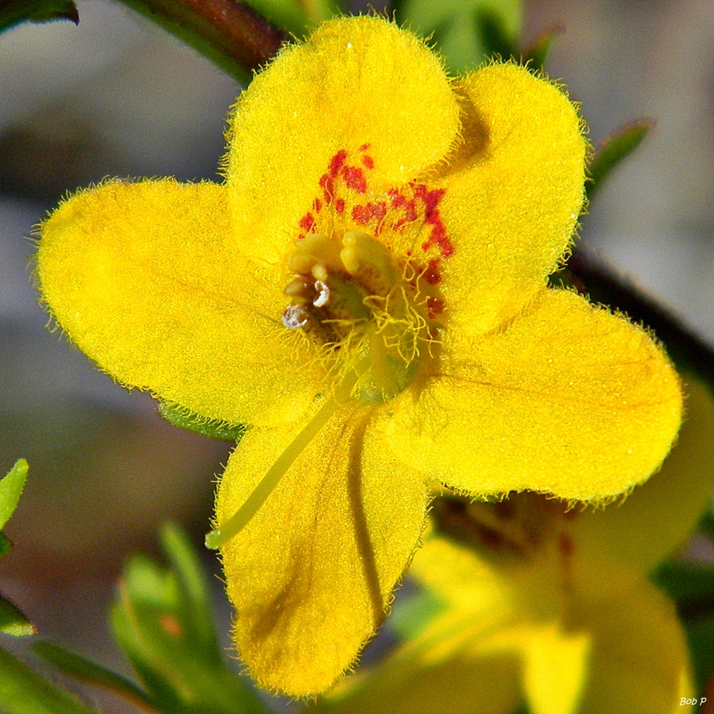 Seymeria pectinata