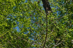 Asimina triloba