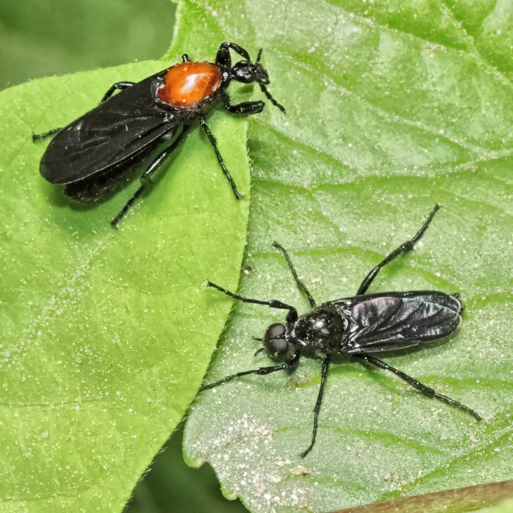 Garden Maggot