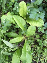 Primula vulgaris