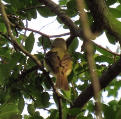 Vireo bellii