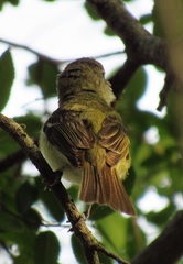 Vireo bellii