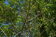 Asimina triloba