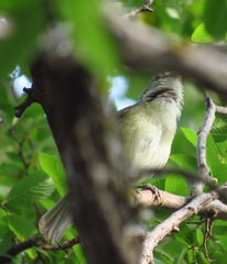 Vireo bellii