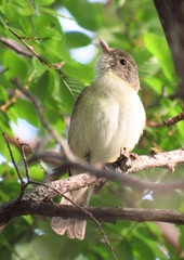 Vireo bellii