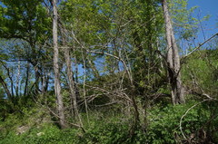 Asimina triloba