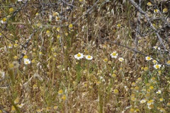 Anthemis ruthenica