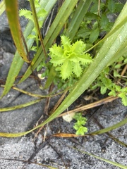 Osmitopsis dentata
