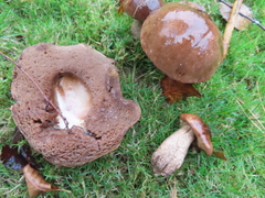 Leccinum scabrum