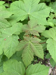 Acer pseudoplatanus