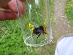 Bombus bohemicus