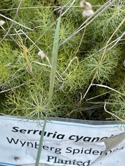 Serruria cyanoides