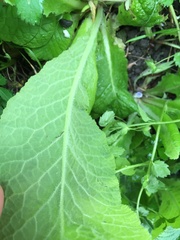 Primula vulgaris
