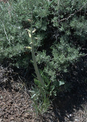 Caulanthus crassicaulis