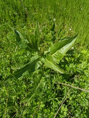 Magnoliopsida