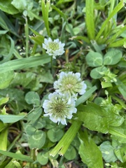 Trifolium repens