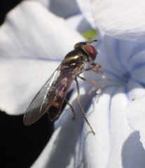 Platycheirus trichopus