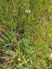 Lepidium heterophyllum