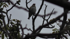 Carduelis carduelis