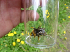 Bombus bohemicus