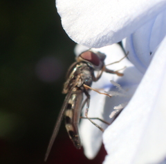 Platycheirus trichopus